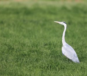 Grey Heron, 苍鹭, Ardea cinerea-gallery-