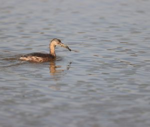 Little Grebe, 小䴙䴘, Tachybaptus ruficollis-gallery-