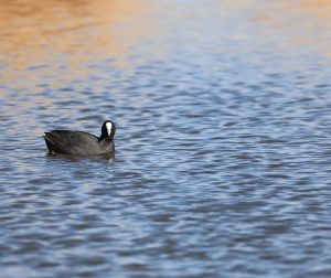 Eurasian Coot, 骨顶鸡, Fulica atra-gallery-