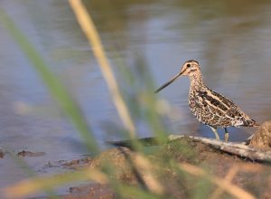 Common Snipe, 扇尾沙锥, Gallinago gallinago-gallery-