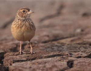 Horsfield’s Bush Lark, 歌百灵, Mirafra javanica-gallery-