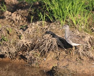 Wood Sandpiper, 林鹬, Tringa glareola-gallery-