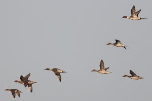 Northern Pintail, 针尾鸭, Anas acuta-gallery-