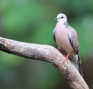 Spotted Dove, 珠颈斑鸠, Spilopelia chinensis-gallery-