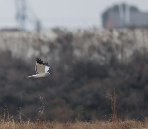 Hen Harrier, 白尾鹞, Circus cyaneus-gallery-