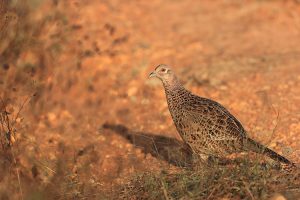 Common Pheasant, 雉鸡, Phasianus colchicus-gallery-