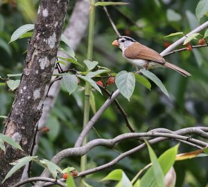 Grey-headed Parrotbill, 灰头鸦雀, Psittiparus gularis-gallery-