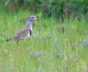 Grey-headed Lapwing, 灰头麦鸡, Vanellus cinereus-gallery-