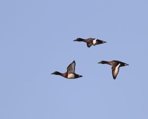 Baer’s Pochard, 青头潜鸭, Aythya baeri-gallery-