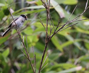 Black-throated Bushtit, 红头长尾山雀, Aegithalos concinnus-gallery-