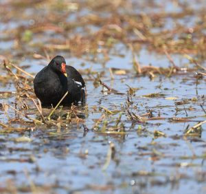 Common Moorhen, 黑水鸡, Gallinula chloropus-gallery-