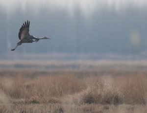 White-naped Crane, 白枕鹤, Antigone vipio-gallery-