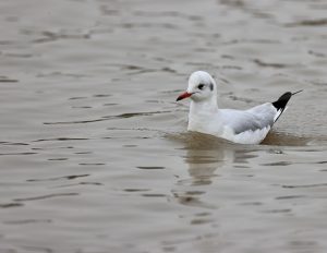 Black-headed Gull, 红嘴鸥, Chroicocephalus ridibundus-gallery-