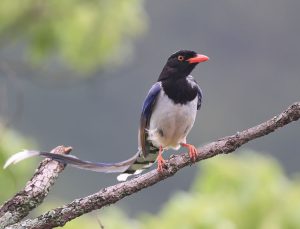 Red-billed Blue Magpie, 红嘴蓝鹊, Urocissa erythroryncha-gallery-