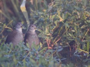 Brown Crake, 红脚苦恶鸟, Amaurornis akool-gallery-