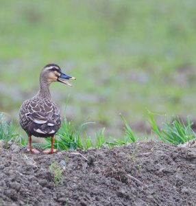 Eastern Spot-billed Duck, 斑嘴鸭, Anas zonorhyncha-gallery-