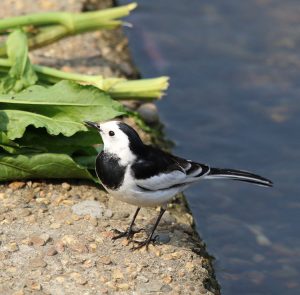 White Wagtail, 白鹡鸰, Motacilla alba-gallery-