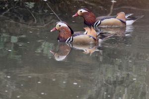 Mandarin Duck, 鸳鸯, Aix galericulata-gallery-