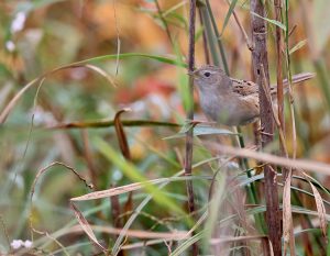 Marsh Grassbird, 斑背大尾莺, Helopsaltes pryeri-gallery-