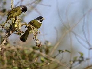 Collared Finchbill, 领雀嘴鹎, Spizixos semitorques-gallery-