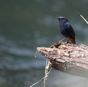 Plumbeous Water Redstart, 红尾水鸲, Phoenicurus fuliginosus-gallery-