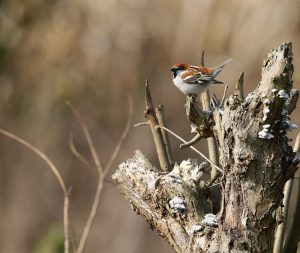 Russet Sparrow, 山麻雀, Passer cinnamomeus-gallery-