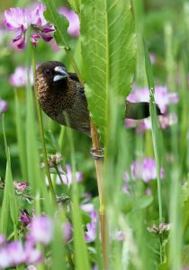 White-rumped Munia, 白腰文鸟, Lonchura striata-gallery-