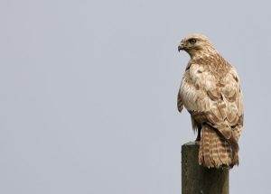 Common Buzzard, 普通鵟, Buteo buteo-gallery-