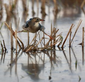 Red-billed Starling, 丝光椋鸟, Spodiopsar sericeus-gallery-