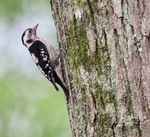 Grey-capped Pygmy Woodpecker, 星头啄木鸟, Yungipicus canicapillus-gallery-