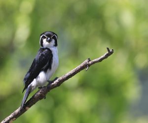 Pied Falconet, 白腿小隼, Microhierax melanoleucos-gallery-