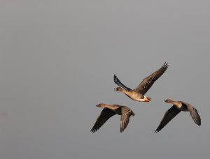 Tundra Bean Goose, 短嘴豆雁, Anser serrirostris-gallery-