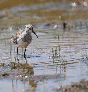 Curlew Sandpiper, 弯嘴滨鹬, Calidris ferruginea-gallery-