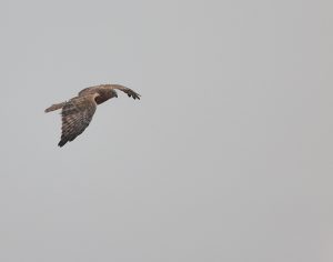 Eastern Marsh Harrier, 白腹鹞, Circus spilonotus-gallery-