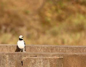 Black-collared Starling, 黑领椋鸟, Gracupica nigricollis-gallery-