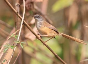 Hill Prinia, 黑喉山鹪莺, Prinia superciliaris-gallery-