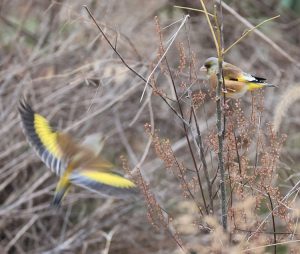 Grey-capped Greenfinch, 金翅雀, Chloris sinica-gallery-