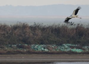 Oriental Stork, 东方白鹳, Ciconia boyciana-gallery-