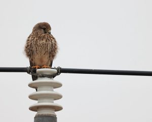 Common Kestrel, 红隼, Falco tinnunculus-gallery-