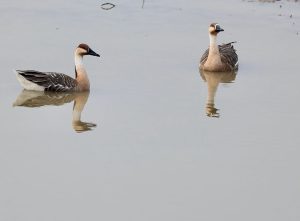 Swan Geese, 鸿雁, Anser cygnoides-gallery-