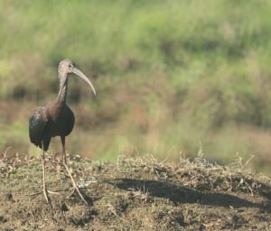 Glossy Ibis, 彩鹮, Plegadis falcinellus-gallery-