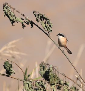 Long-tailed Shrike, 棕背伯劳, Lanius schach-gallery-