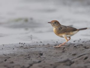 Golden-headed Cisticola, 金头扇尾莺, Cisticola exilis-gallery-