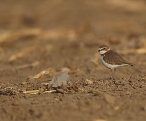 Kentish Plover, 环颈鸻, Charadrius alexandrinus-gallery-