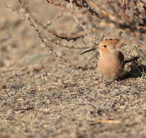 Hoopoe, 戴胜, Upupa epops-gallery-