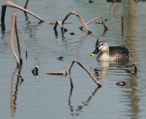 Eastern Spot-billed Duck, 斑嘴鸭, Anas zonorhyncha-gallery-