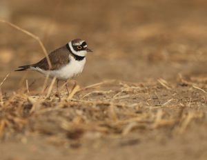 Little Ringed Plover, 金眶鸻, Charadrius dubius-gallery-