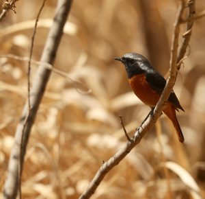 Daurian Redstart, 北红尾鸲, Phoenicurus auroreus-gallery-