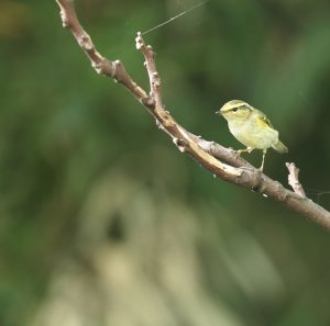 Pallas’s Leaf Warbler, 黄腰柳莺, Phylloscopus proregulus-gallery-