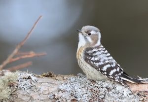 Japanese Pygmy Woodpecker, 小星头啄木鸟, Yungipicus kizuki-gallery-